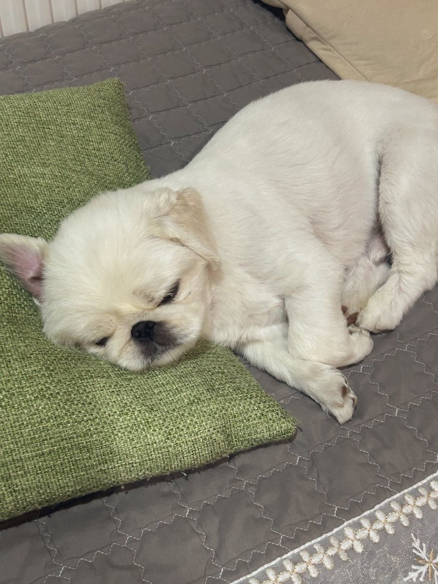 ラテ様★ ラテ。(4) (@Latte0724) / X