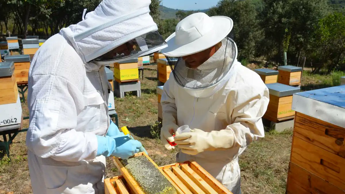 Cae la producción de miel del Bierzo, de 12 a 2 kilos por colmena
bierzotv.com/cae-la-producc…