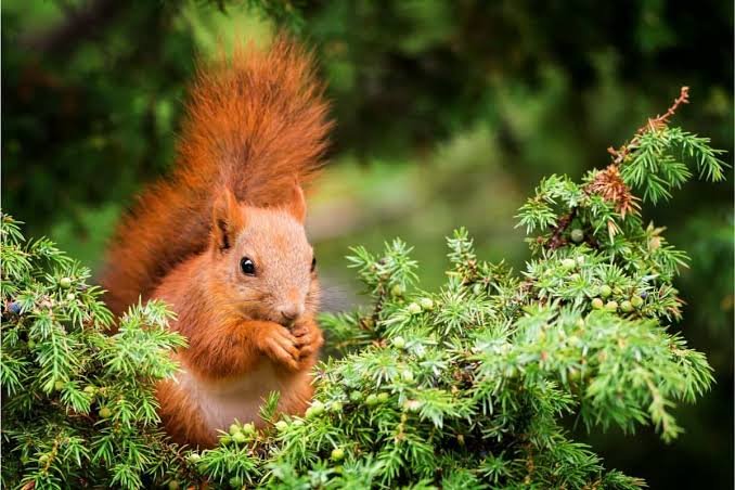 RED SQUIRREL YORKSHIRE DALES COLONY THRIVING.

Conservationists have hailed the success of a rare colony of red squirrels discovered on a tree plantation in North Yorkshire.

While the animals are threatened across mainland Britain, 16 have now been spotted at the plantation.