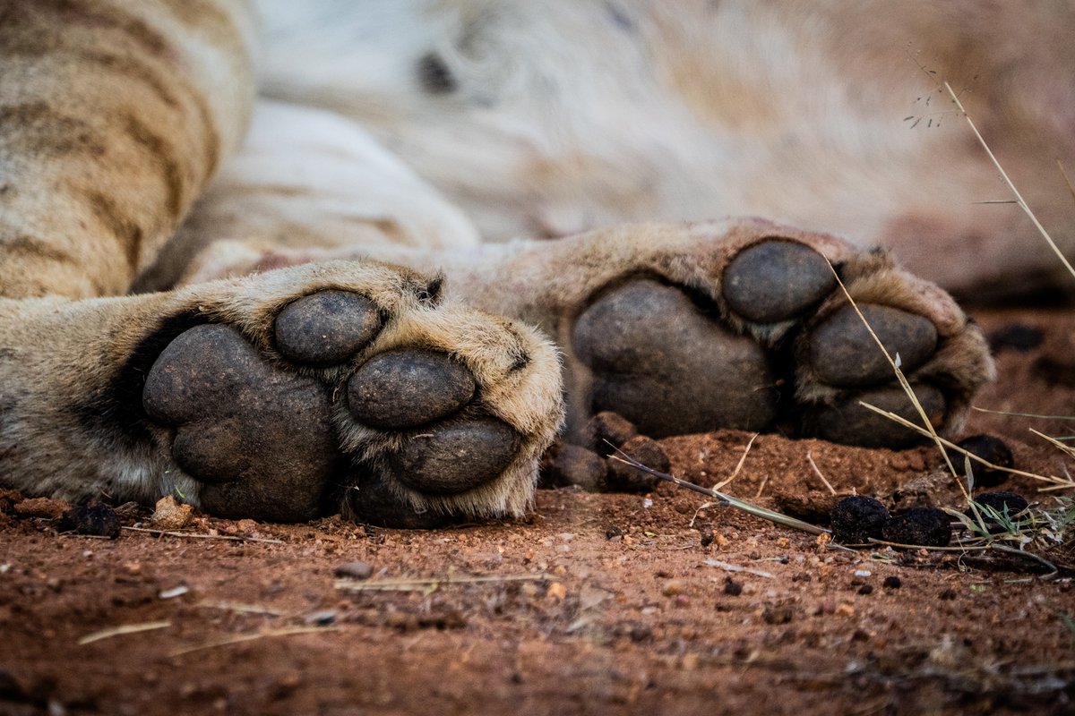 🐾 Lion’s paws are built for both strength and stealth. Their soft pads help them move quietly, allowing them to get close to prey before making a move.

Photo © Jamie Lucas

#Loisaba #Lion #WildlifeMonitoring #BigCats #Conservation #Kenya
