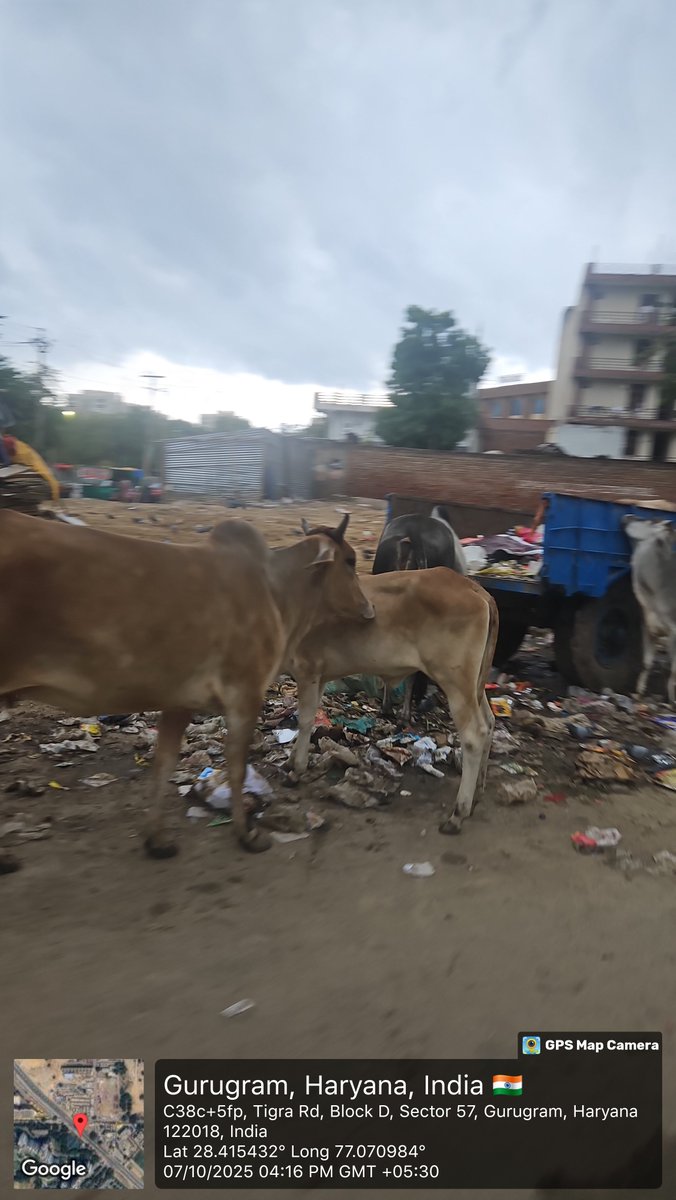 khushisinghal's tweet photo. And an awareness campaign to say ✖️ to plastic bags. More &amp; more ppl shud be encouraged to use cloth/compostable bags soon that we dnt face a situation like this. We the residents of Nirvana Country urge @MunCorpGurugram 2 conduct a search operation in Tigra market. https://t.co/XD9D9UAMNk