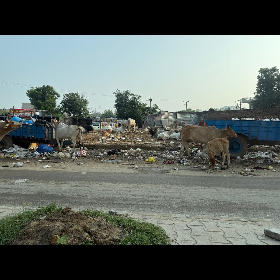 khushisinghal's tweet photo. And an awareness campaign to say ✖️ to plastic bags. More &amp; more ppl shud be encouraged to use cloth/compostable bags soon that we dnt face a situation like this. We the residents of Nirvana Country urge @MunCorpGurugram 2 conduct a search operation in Tigra market. https://t.co/XD9D9UAMNk