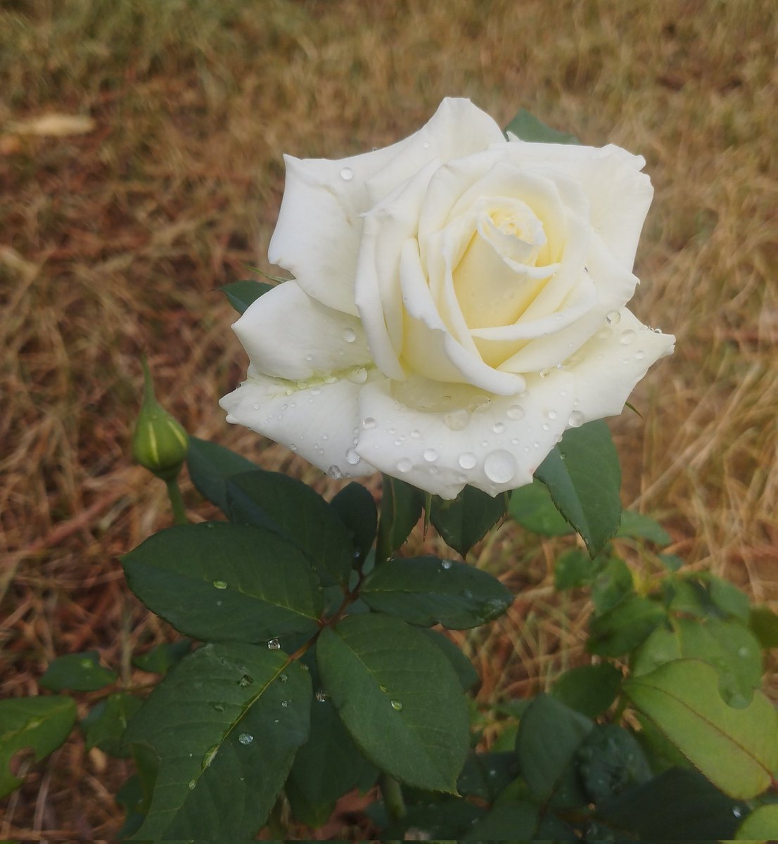 Samah (@samah_bel63249) on Twitter photo 