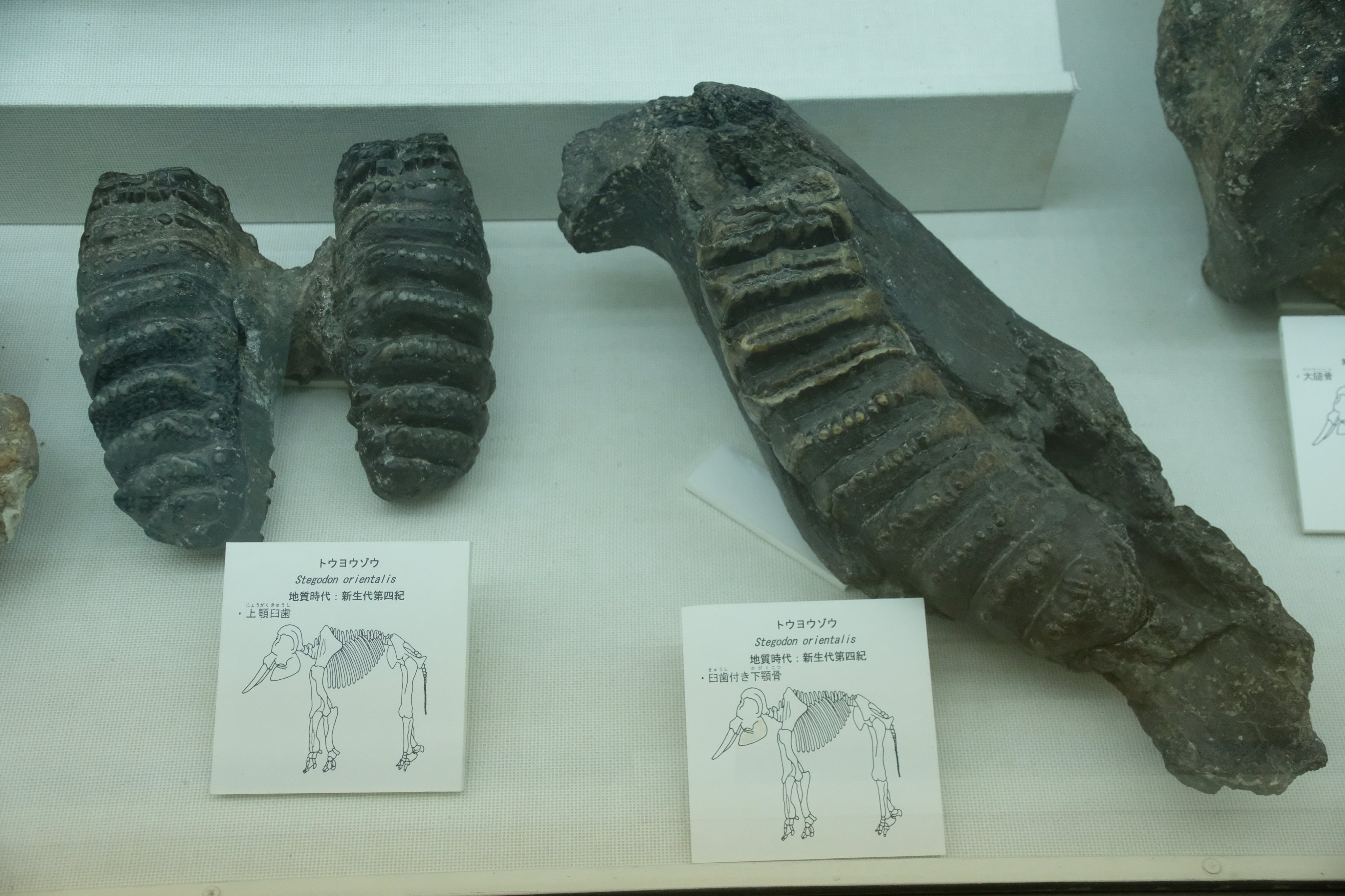 専用出品。交渉者様以外購入不可。 ナウマンゾウ　海上がり　化石 2025年最新】ナウマンゾウ 化石の人気アイテム - メルカリ