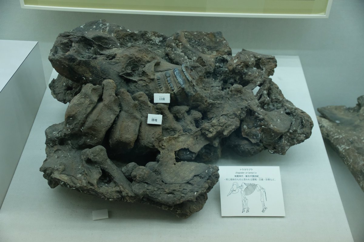 専用出品。交渉者様以外購入不可。 ナウマンゾウ　海上がり　化石 ナウマンゾウ – търсене / X