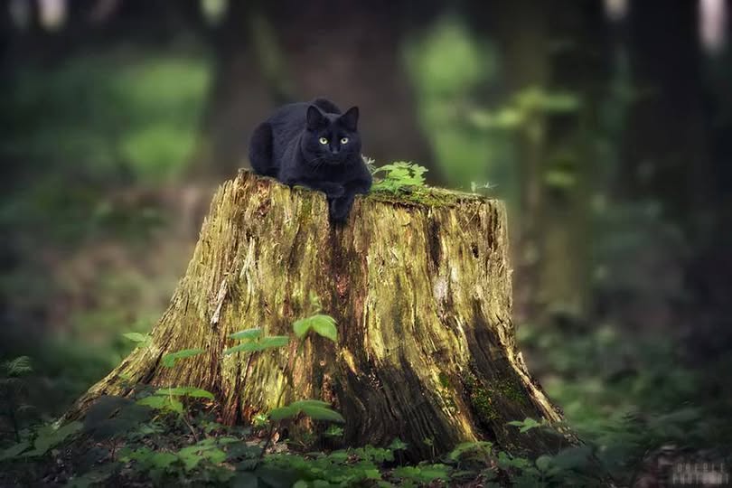 A Black Panther on a giant tree stump...
