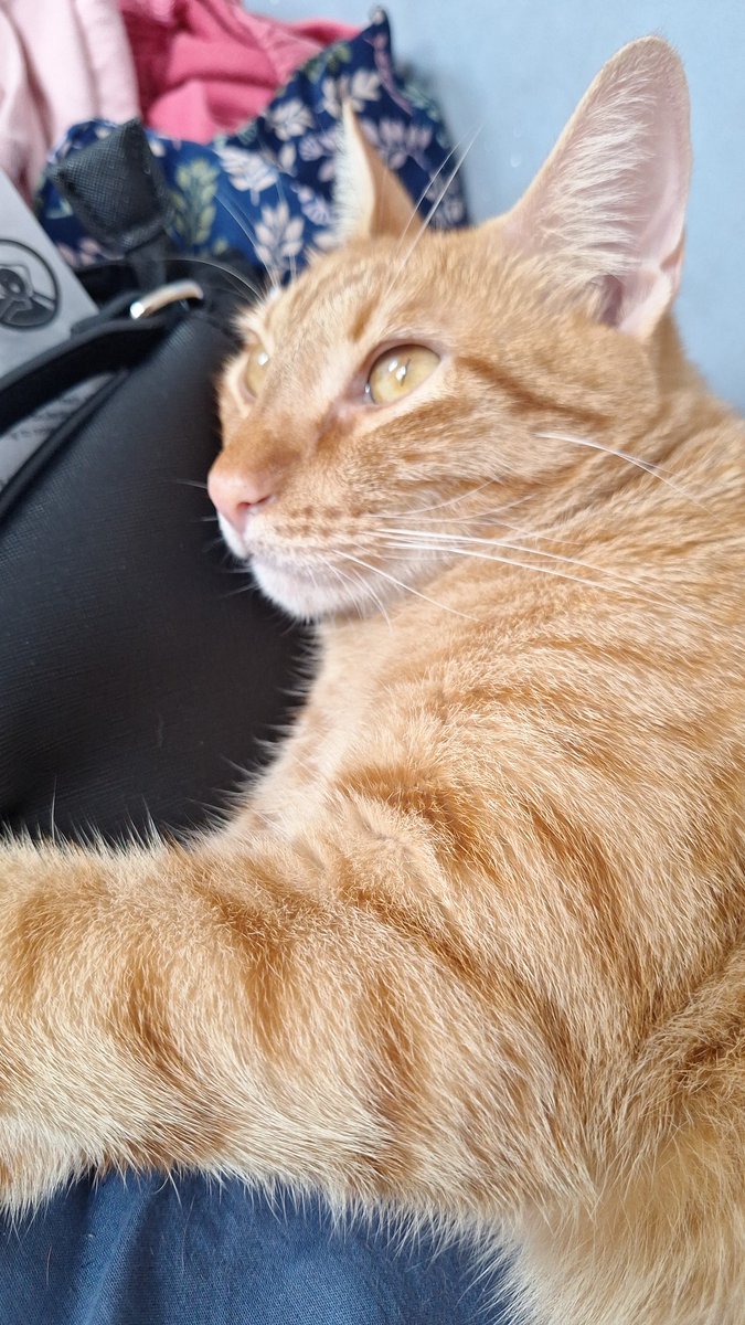 como estamos falando de gatinhos, olhem meu filho firstkhao