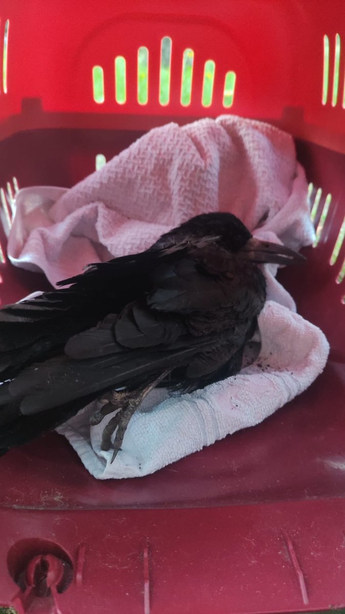 Könnte mir etwas besseres vorstellen als 6 Stunden mit einer Saatkrähe Zug zu fahren 🫠