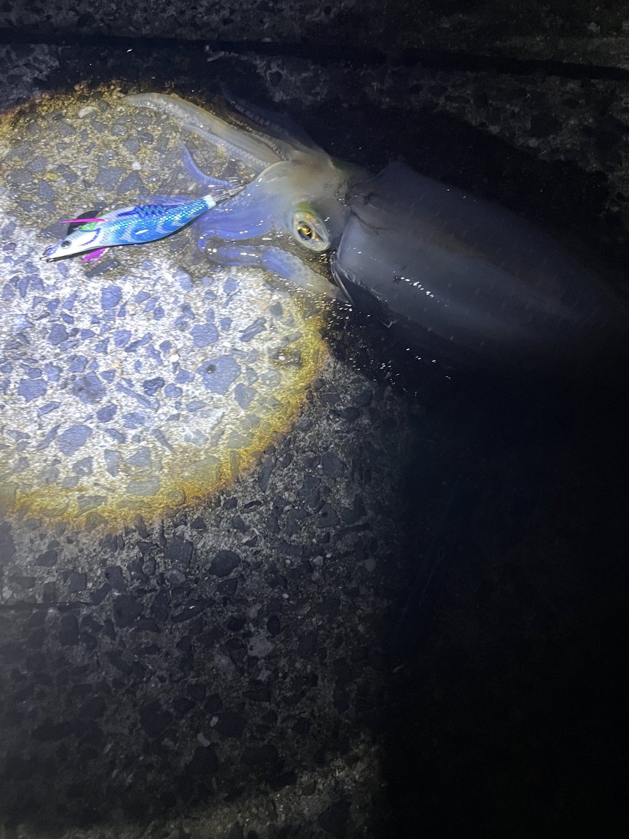 Zephyr____1's tweet image. ｶﾜｲｲ