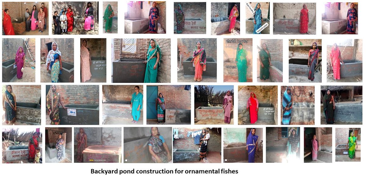 NABiC_SCSP's tweet image. Mission Navshakti and @NABiC_SCSP  are honoured to get FAO global technical recognition. This Recognition motivates us to work harder for marginalised Schedules Caste women through SCSP fund @MSJEGOI @icarindia @PMOIndia  @FAO @FAOfish  proud of our women