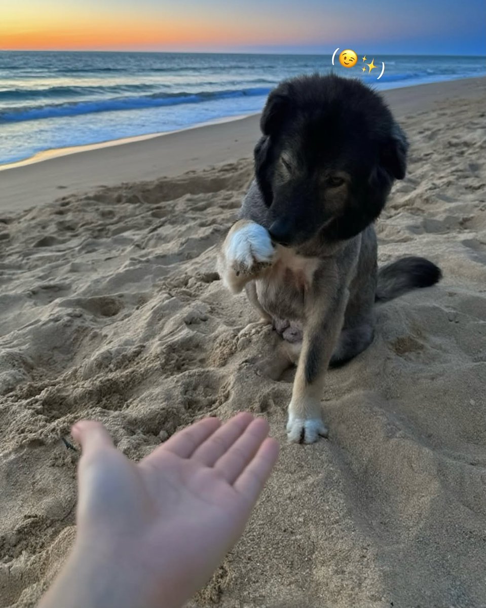ciizezip's tweet image. 🐶✨🥹