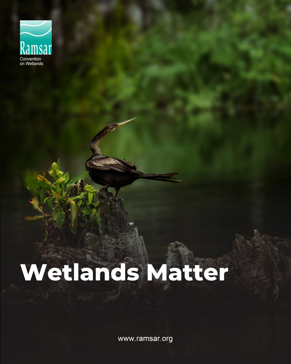 💧Wetlands cover a small percentage of the earth’s surface, yet they are essential systems, they are the arteries and veins of the landscape.

🌿A world without wetlands is a world without water.

#WetlandsWednesday #WetlandsMatter