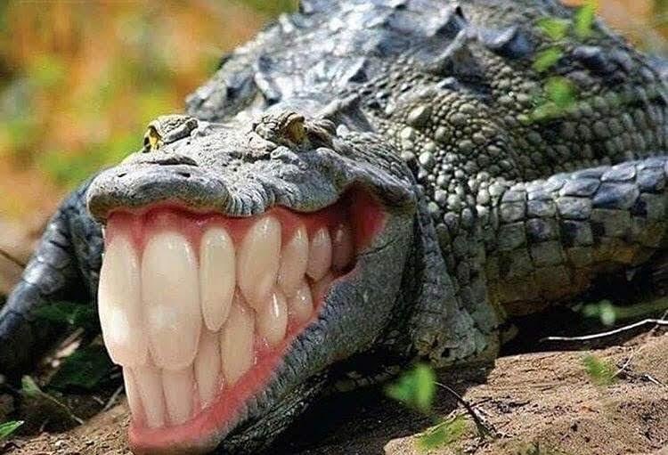 chadthedad7's tweet image. 