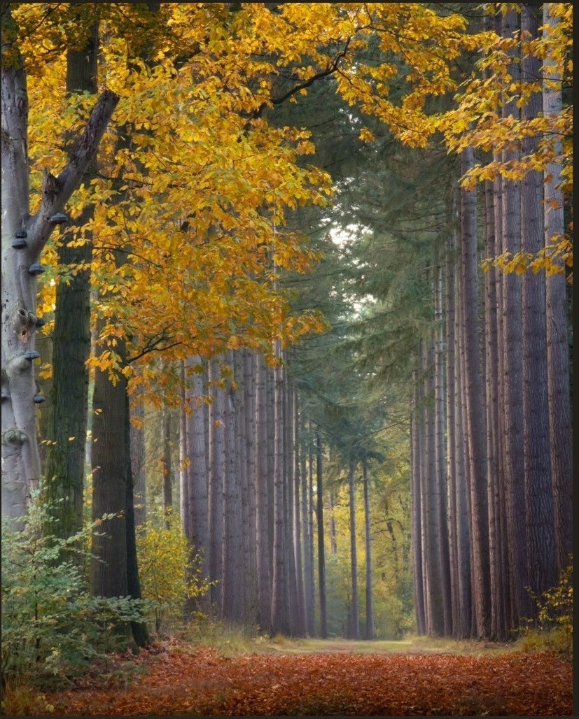 “There is one path in the world 
that none can walk but you. 
Where does it lead? Don’t ask, walk!”

~ Friedrich Nietzsche (1844–1900)
From 𝑆𝑐ℎ𝑜𝑝𝑒𝑛ℎ𝑎𝑢𝑒𝑟 𝑎𝑠 𝐸𝑑𝑢𝑐𝑎𝑡𝑜𝑟
·

© Achterhoek, NL by Ivo Stokman