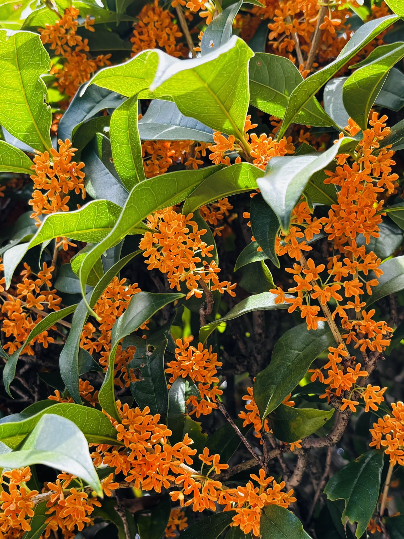 【希望の輝き】翼 ,羽根,鳥 羽,樹木,青空,星,bird,おしゃれ,星空,樹木 希望の輝き】翼 ,羽根,鳥 羽,樹木,青空,星,bird,おしゃれ,星空