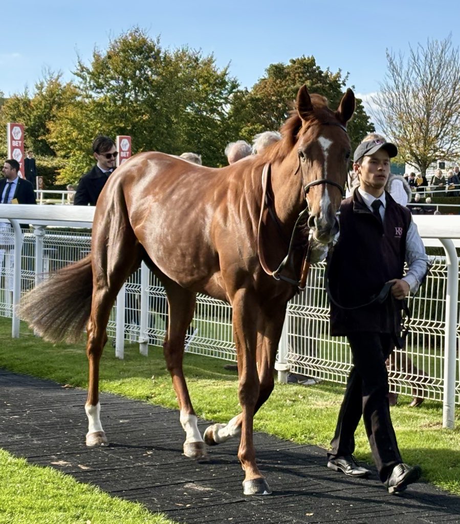 flutter61's tweet photo. Alarming runs tonight at @kemptonparkrace for our @NBradleyRacing syndicate with @RalphBeckett 

She looks to break her Maiden in a valuable (£15k to winner) fillies contest, with a £20k GBB Bonus up for grabs.

@Rossaryan15 takes the ride 👍🐎🤞 https://t.co/G2LAaUhrLv