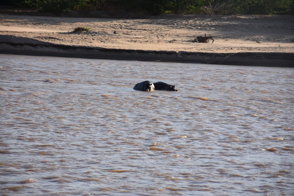 Hirola Conservation tweet media