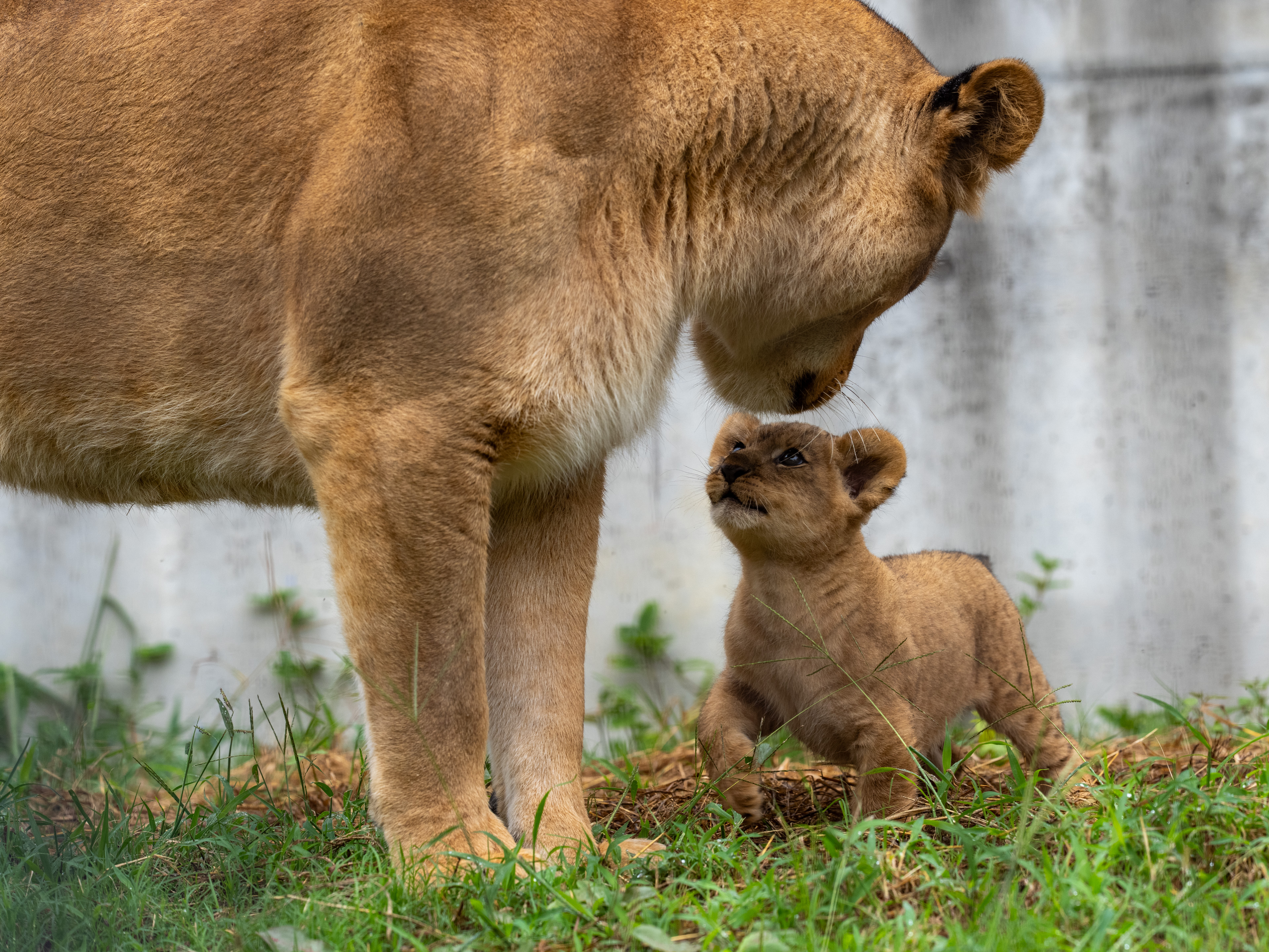 しげぞうライオン しげぞうライオン しげぞうライオン DX_vL4vVQAAUMwl.jpg