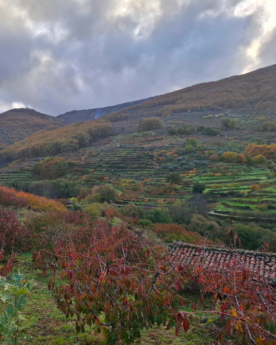 Disfruta el otoño en el Valle del Jerte. 
¡Te esperamos en nuestra #Otoñada25! 🍄🌰🍁🍂
🗓 16 de octubre a 7 de diciembre