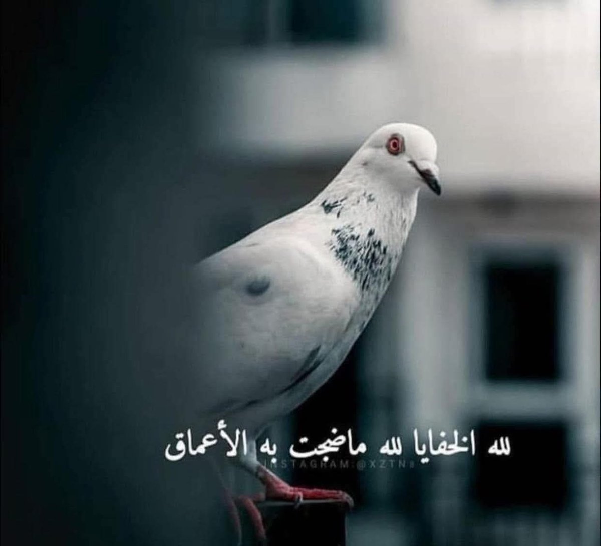 لله كل شعور لم نجد له وصفا..وكل نبضة خفية لم نفهم معناها..وكل لحظة صبر لم ندرك حكمتها إلا بعد حين..
فما كان لله يبقى وإن غاب أثره عن العيون..

يامن آتيت موسى سؤالا كان يطلبه..
آت الفؤاد إلهي ما تمناه..
ولست موسى وما عندي عصاه..
ولا أوتيت معجزة.. لكنكَ الله ..❤️