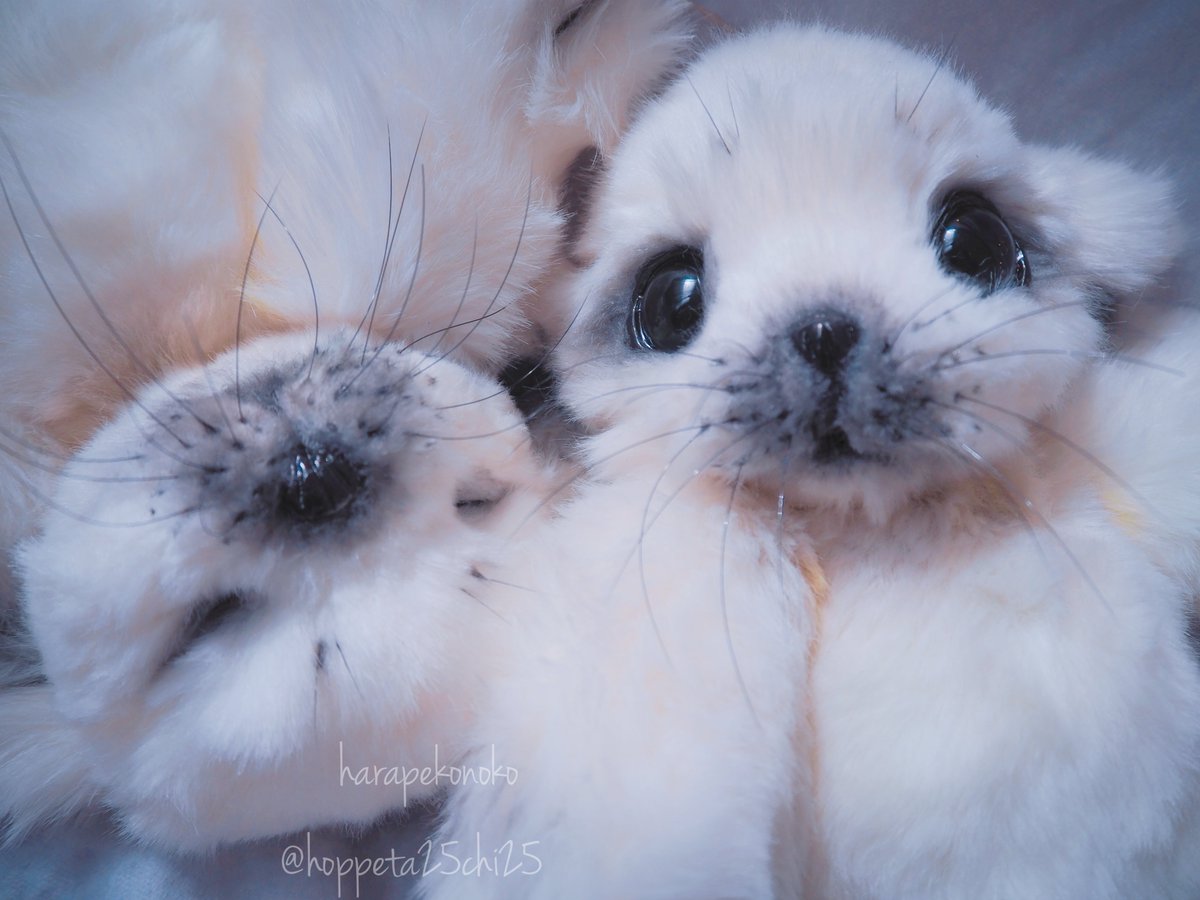 ハラペコ (@hoppeta25chi25) / X