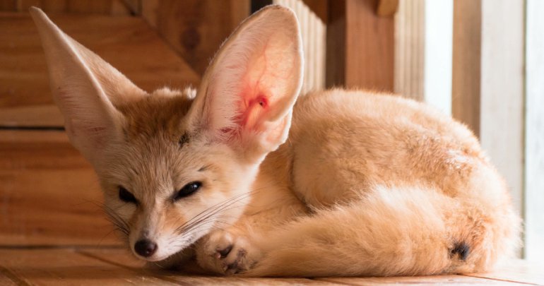 Fox (@hourlyfox) on Twitter photo 