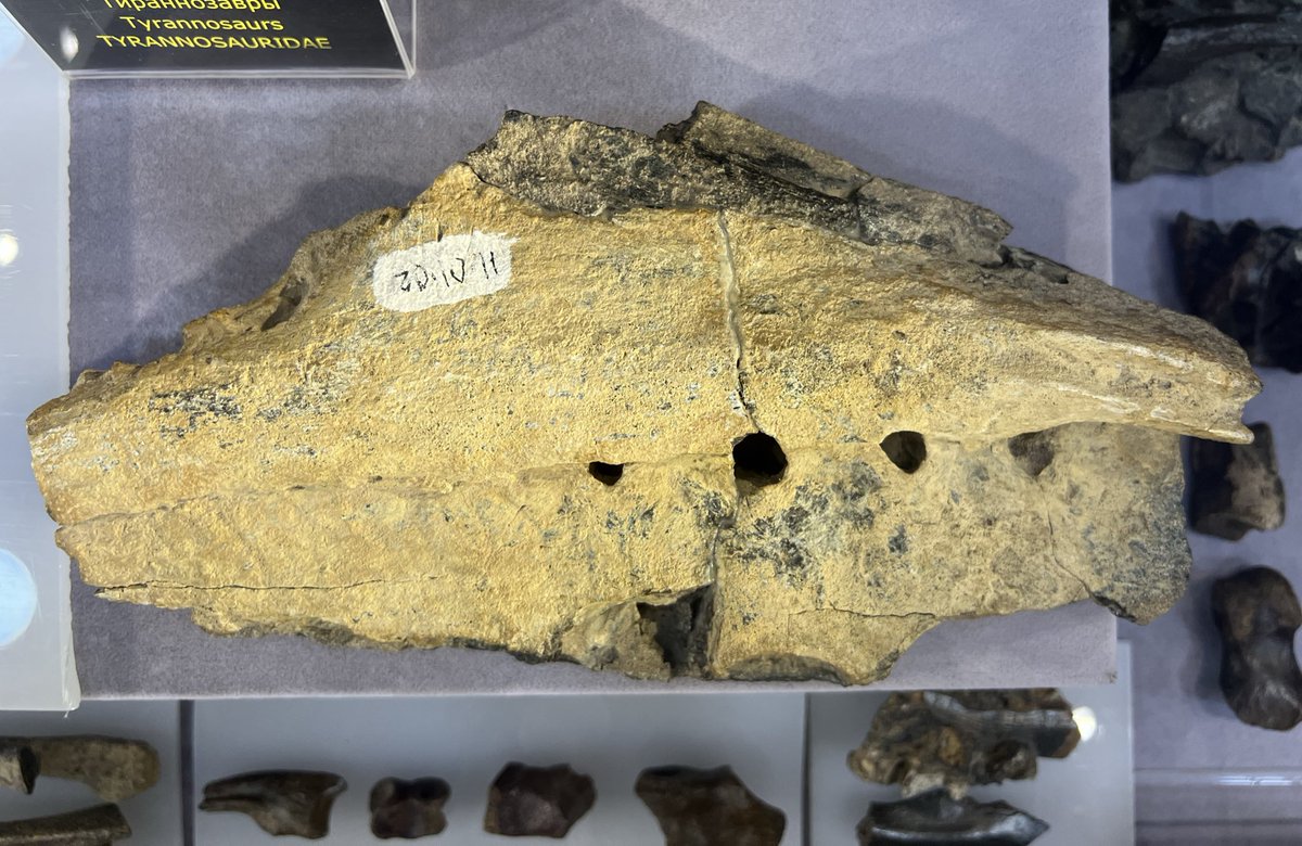 もろちゅー (@geo_fossamagna) / Posts / X