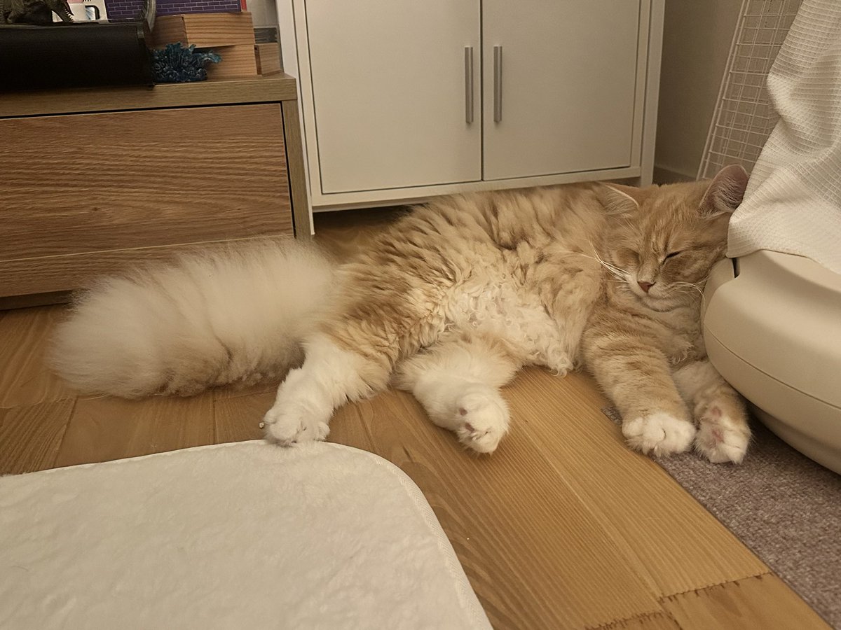 仕事中はかまってかまって！って鳴くくせに急いで仕事終わらせて
さぁ！遊べるよ！ってなったら寝ちゃうのよねー。いつもそうなのよー。

で、そろそろ寝るよ！の時間に元気になる。
つなっていつもそう！