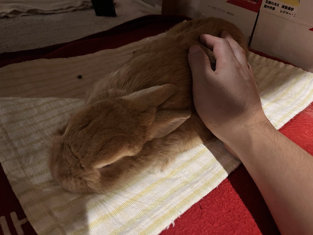 ひんやりするので、ホットカーペットつけたらコノザマである...w