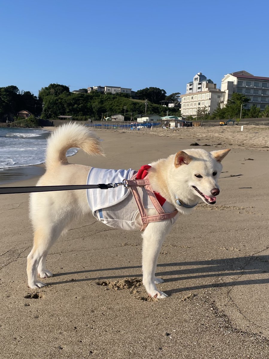 jinkumama's tweet photo. @kawaiyan 初めてで失礼します😊
うちはどうなんでしょうか🤔差尾かなと思う時もあれば、思いっきり立ったままのこともあって😅 https://t.co/tCaZW4FZvm