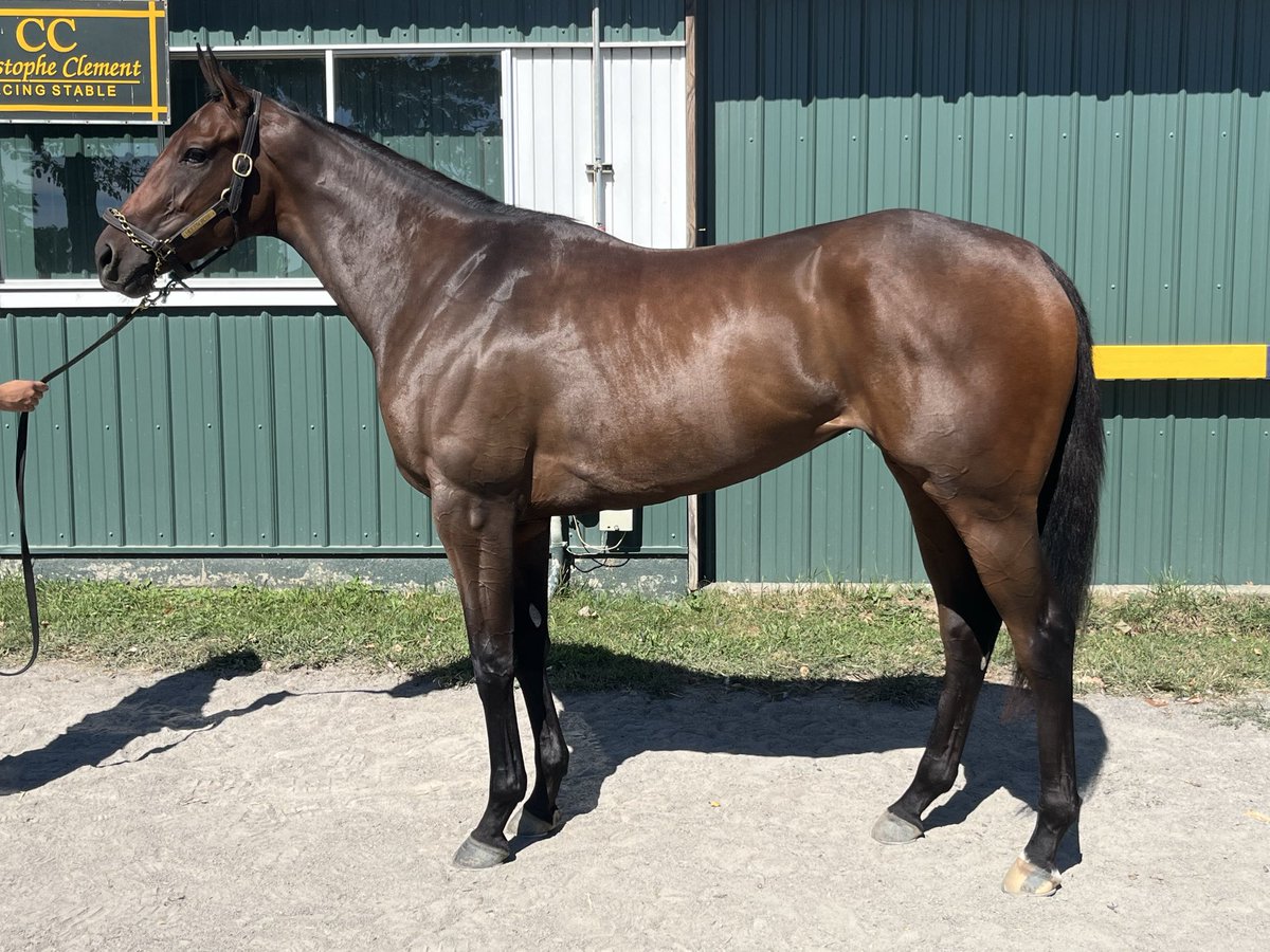 AdelphiClub's tweet image. Hidden Rose makes her career debut today @delawarepark for trainer @clementstable in a Maiden Special Weight going 1-mile on the dirt. Good luck to her Adelphi partners as well as co-owner @RacingCold 🌹