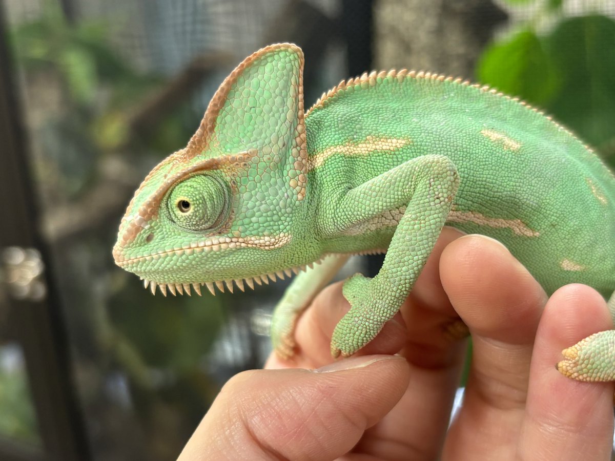 エボシカメレオン まだまだ成長途中のエメラルドグリーンカラー
