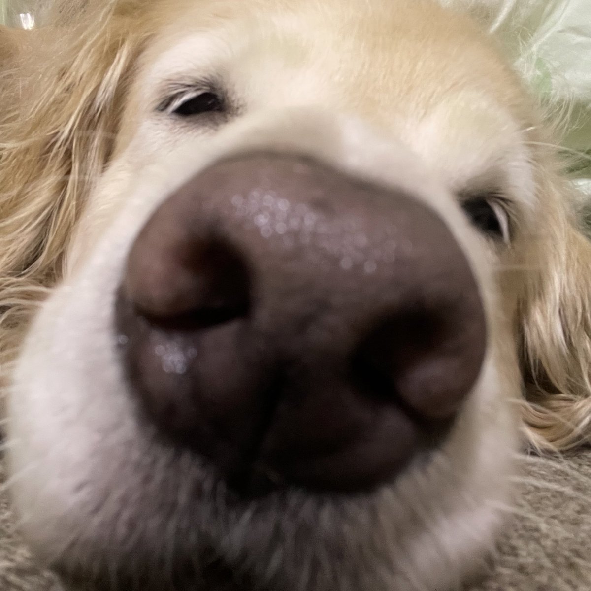 ruby_sm_'s tweet image. 🐽