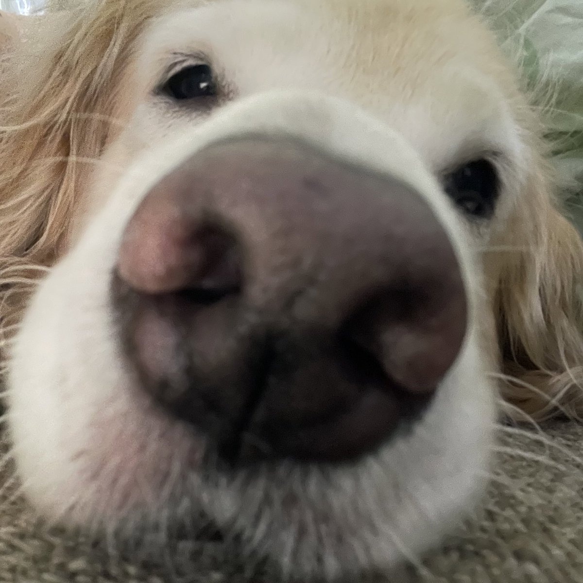 ruby_sm_'s tweet image. 🐽