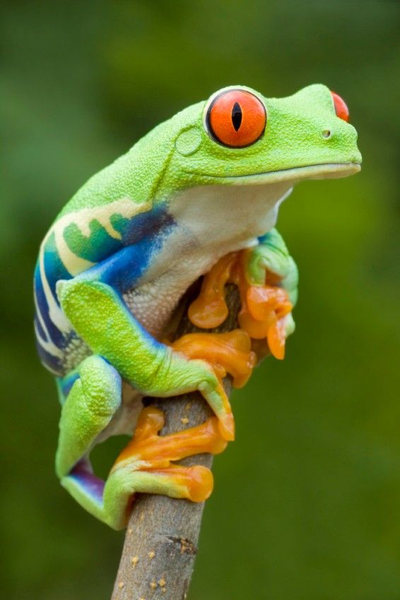 frogsquad24's tweet photo. Colorful frog πΈ
#FrogLovers #FrogInspiration #FrogLifeStyle #FrogSpecies #FrogSoCute https://t.co/gwWx5MhK3p