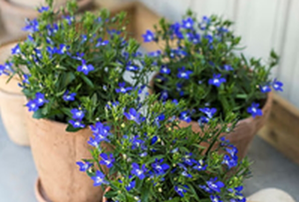 Inger_BS's tweet image. DO THE PARTICLES HAVE CONSCIOUS QUALITIES?
A seed must contain all the information that makes it become exactly that species and exactly that plant, right? #particle #consciousness #programming 
creator-intelligence.blogspot.com/2025/10/do-par…