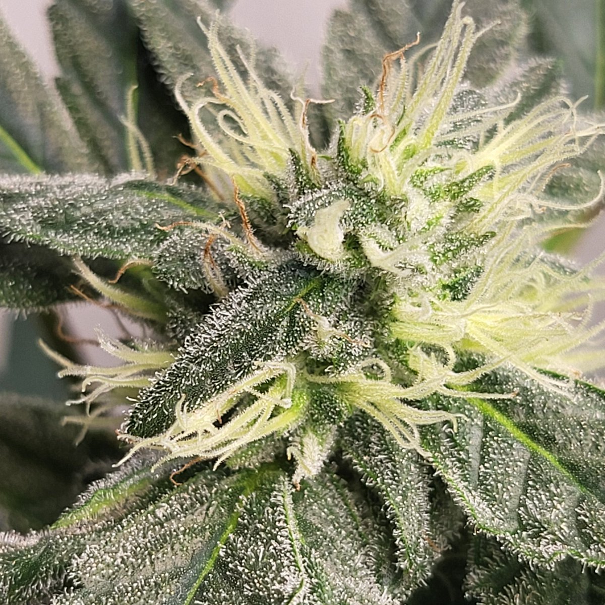 Love my <a href="/MephistoGenetic/">MephistoGenetics</a> Mango Smile. Mmm...