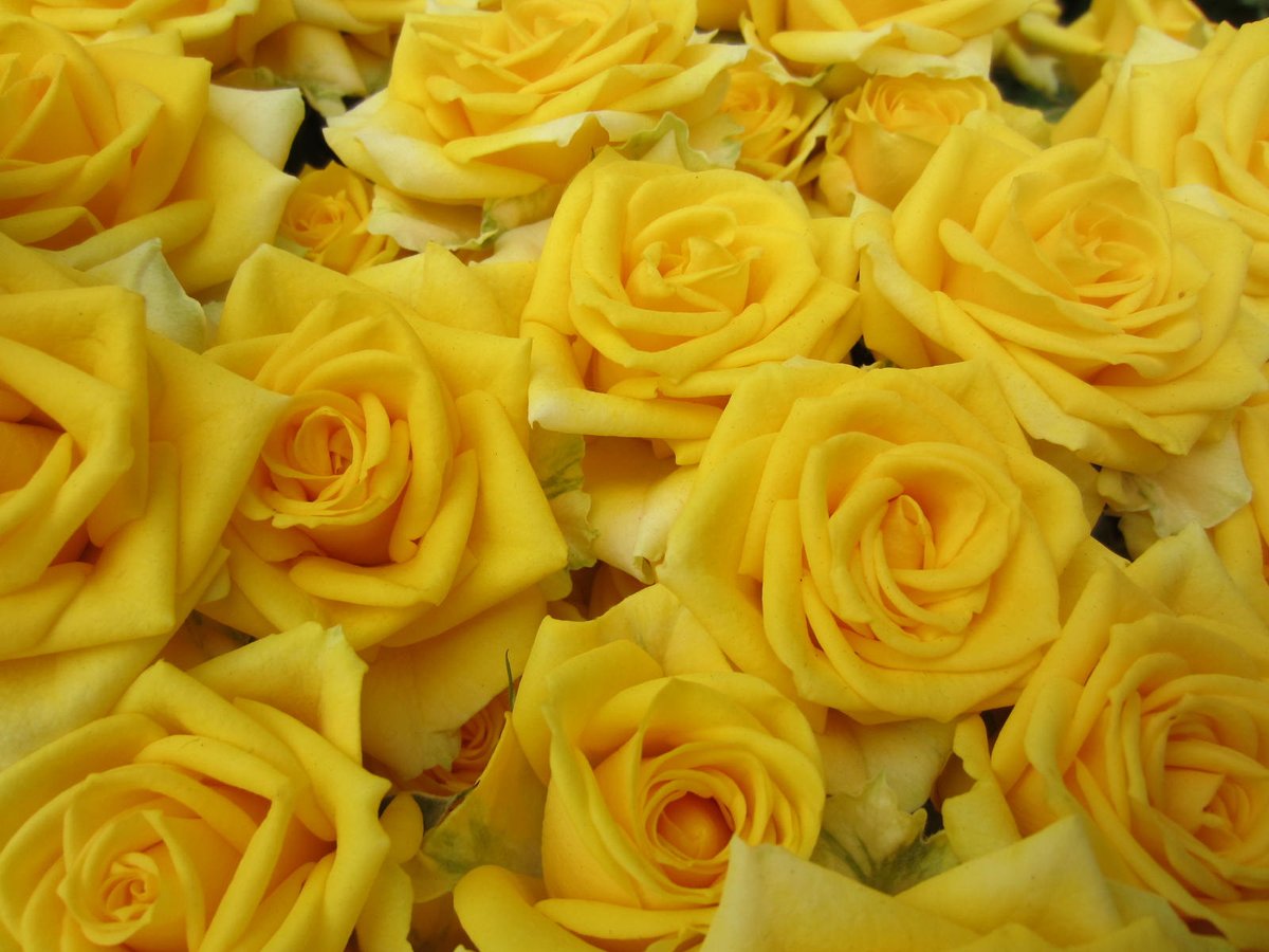 ゆぅー (@yumiko0330) / Posts / X