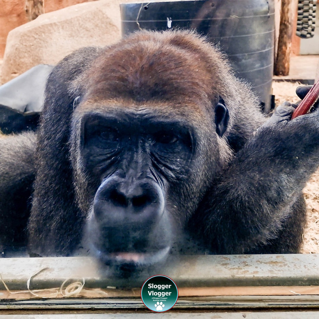 SloggerVlogger's tweet photo. This is Aybo from the Zoo Bassin D'Arcachon in France. #Aybo #Gorilla #ZooBassinDArcachon #FranceZoo #ZooLife #AnimalLovers #PrimateLovers #WildlifePhotography #AnimalPhotography #ZooVisit https://t.co/p472XEu4g8