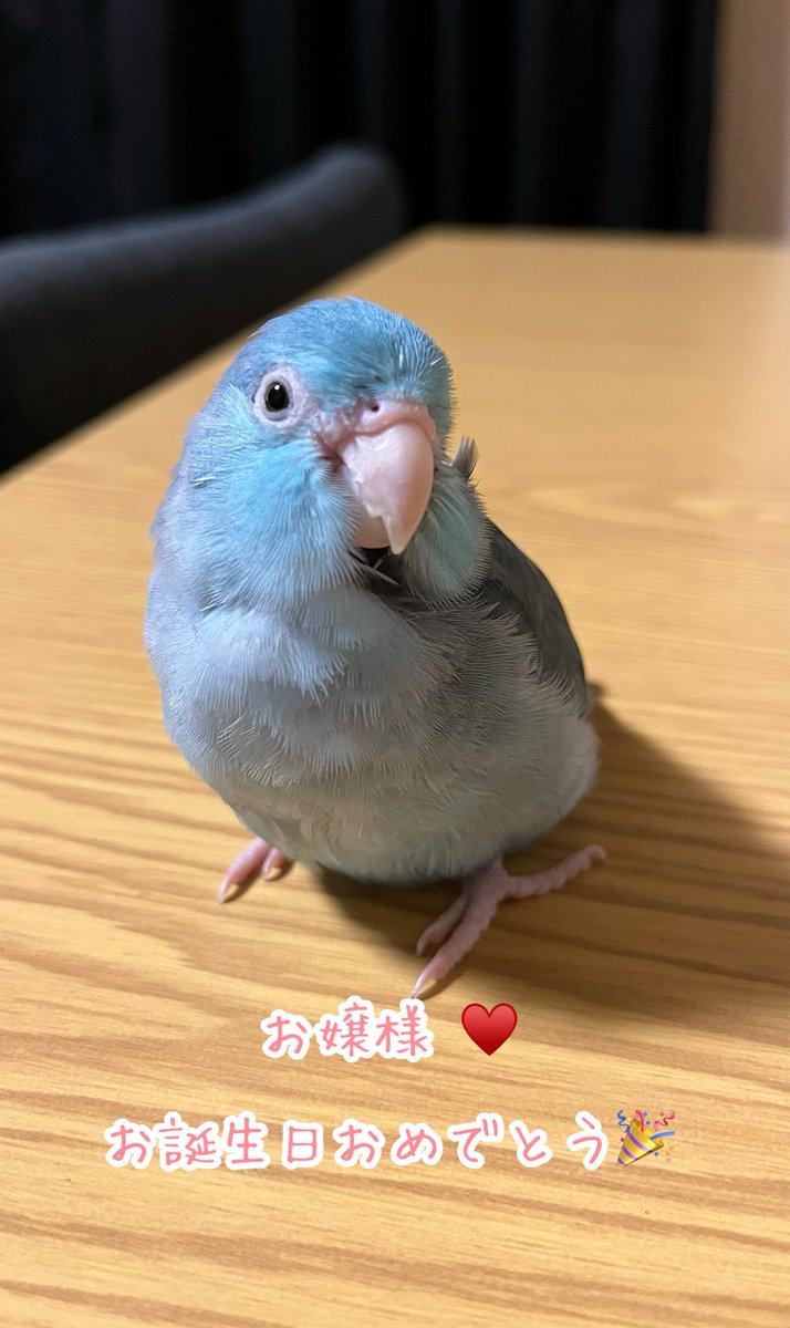 <a href="/587_comugi_1015/">こむぎ@「こむぎーぬ🐦」</a> お嬢様♥️14歳のお誕生日おめでとうございます🎉
素敵なお誕生会できたみたいですね！
これからも元気なお嬢様を楽しみにしていますわ😊