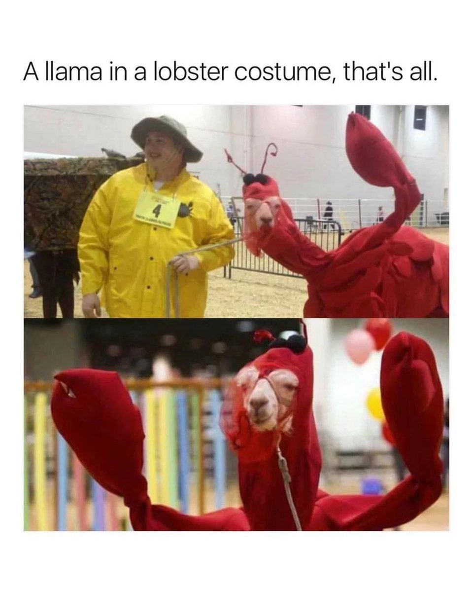 Memedroid's tweet image. A llama in a lobster costume #llama #memes #lobster #costume #funny