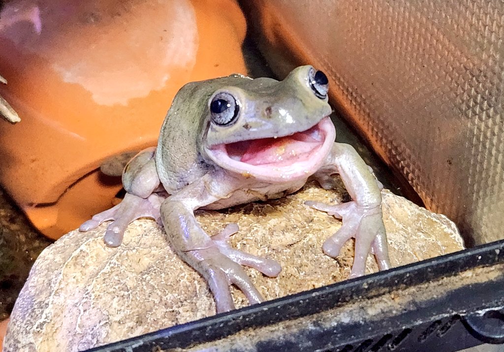お口開いてますよ🐸 