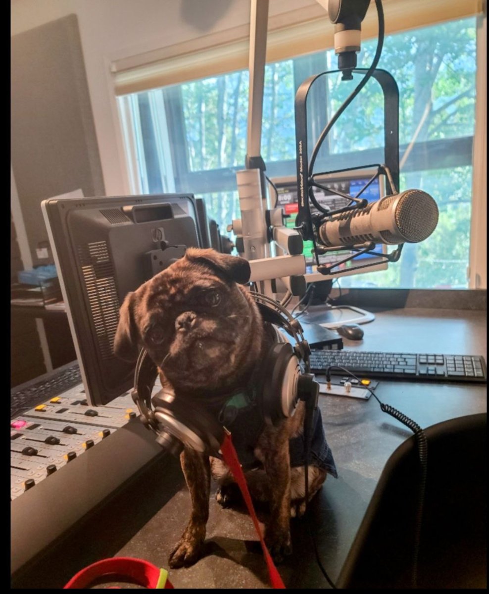 893TheRaven's tweet photo. Happy International Pug Day!
They’re wrinkly, wiggly, and full of personality - meet Bob and Betty, the official pugs of The Raven Morning Show!
What’s your favorite type of dog and why?
Drop your answers (and dog pics!).
#InternationalPugDay #PugLife #YEGPets #Edmonton #Radio https://t.co/V4JHAS7Bto
