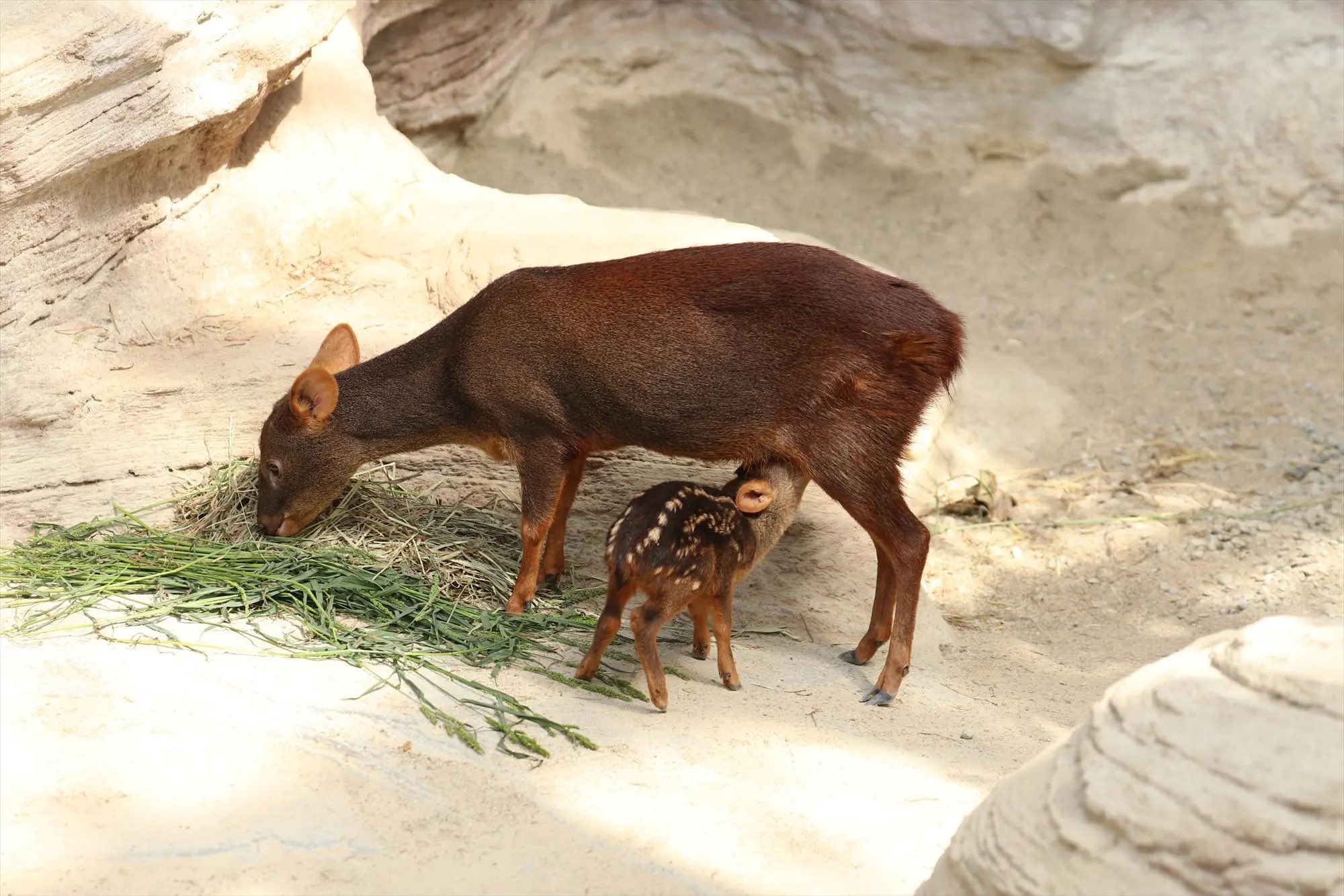 赤い鹿 神戸どうぶつ王国 on X: 