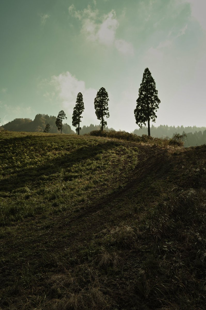 gaolang3c's tweet image. 秋の丘
SIGMA fp L & Sigma 28-70mm f2.8 DG DN
#naturephotography #naturelovers #treant #gianttree #sigma #sigmafpl #sigmalens