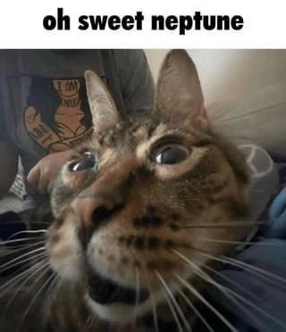 Punch Cat (@punchingcat) on Twitter photo 