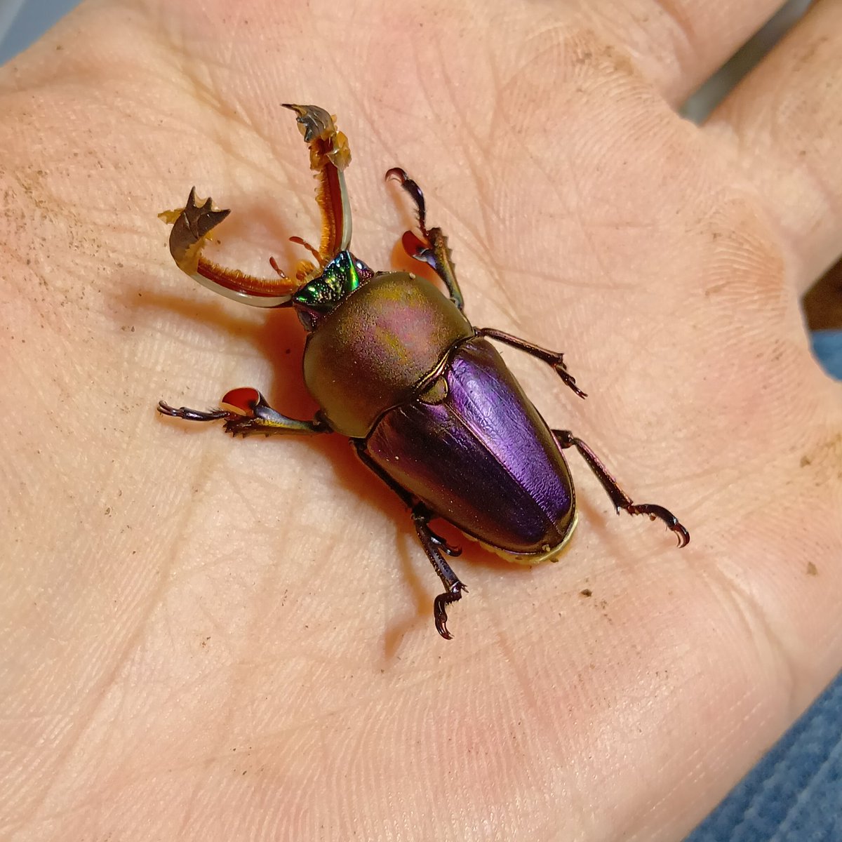 BOOM INSECT (@B1010P) / Posts / X