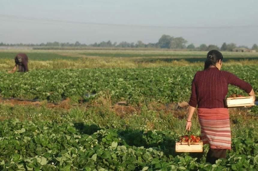 Hoy se conmemora el Día Internacional de la Mujer Rural. 
Mujeres fuertes, emprendedoras, que compaginan el trabajo en el campo con las tareas del hogar.
Un homenaje a su labor, sembrando vida y fortaleciendo el campo. A seguir creciendo y ganando visibilidad!!