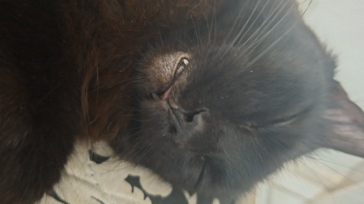 SILÊNCIO! 

Vocês não querem acordar esse Lord Sith! Querem???