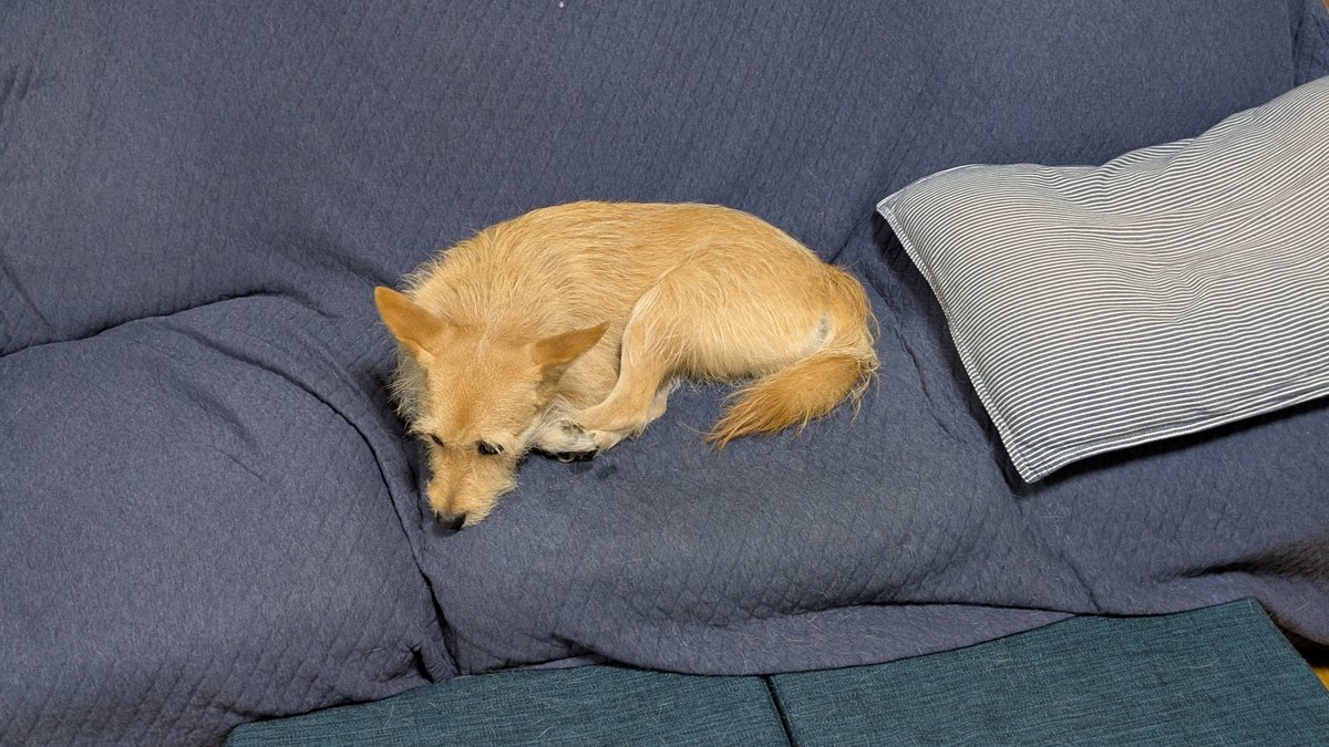 犬ちゃん (@dogchan1010) / Posts / X